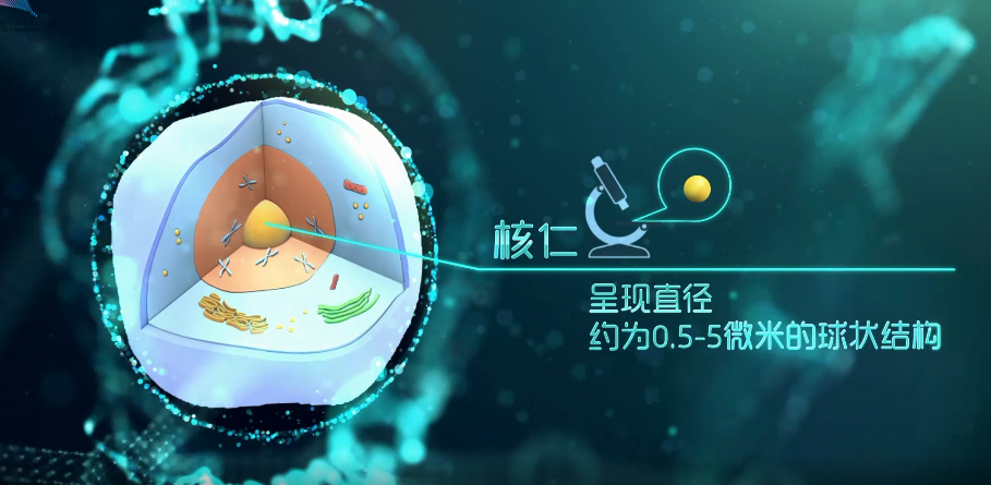 “超级工厂”核仁内部精细结构新发现，内含严格质控机制保证高效运转！
