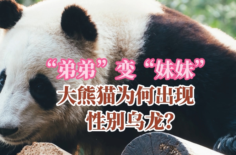 科普一下 | “弟弟”变“妹妹”，大熊猫为何出现性别乌龙？