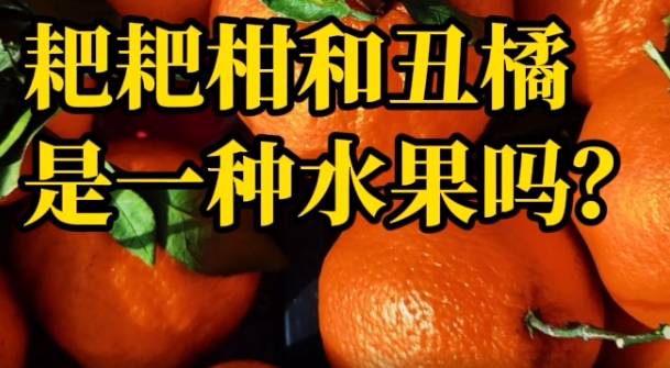 科普一下 | 耙耙柑和丑橘是一种水果吗？